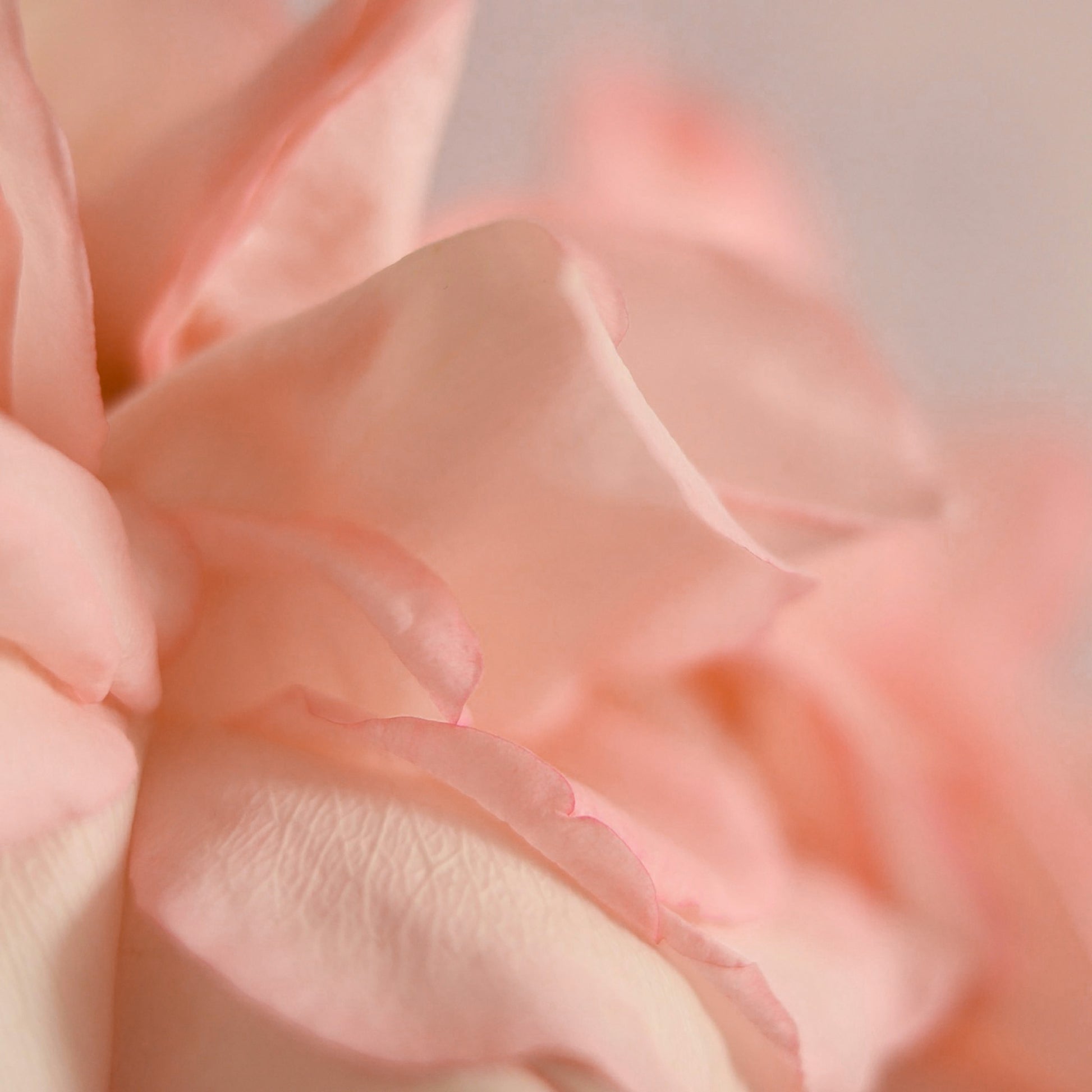 sektglas champagner valentinstag workshop kerzengießen rosen